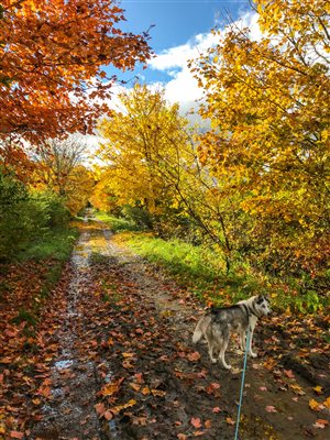 Autumn glory